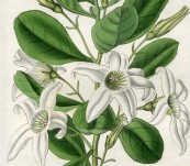 Clammy Anthocercis – Sarah Drake – 1833