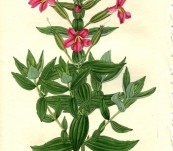 Rosy Monkey-flower – Sarah Drake – 1833