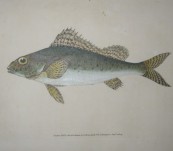 Early 19th Century British Fish – “The Ruffe Perch” – by Donovan 1803