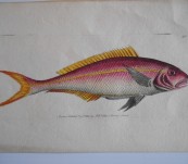 Yellow Striped Sparus – Shaw and Nodder  – 1800