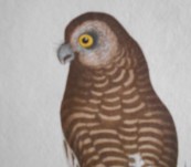 Clowded Owl by Shaw & Nodder – c1790