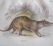 Tasmanian Thylacine – Lydekker – 1896