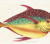 The King Fish or Opah – Shaw and Nodder  -1793