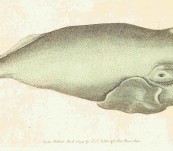 Bowhead Whale – 1793 (Balaena Mysticetus) – Shaw and Nodder