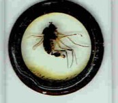 Microscope Slide – Paris Exhibition 1867 – Fantail Fly