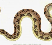 Horn-Nosed Snake – Shaw and Nodder – 1792