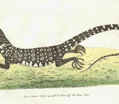 The Monitory Lizard – Shaw and Nodder – 1790