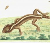 Single-Striped Lizard – Shaw and Nodder – 1791