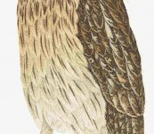 Short Eared Owl – Susemihl – 1838