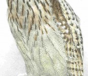 Siberian Eagle Owl – Susemihl – 1838