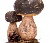 Exquisite Fungi Model – Boletus Pinophilus