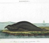 Elephant Seal – Vauthier -1820