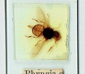 Rhingia Campestris (Snout Fly) – Whole Insect Slide 19thC