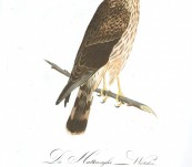 Falco Pygargus the Hen-Harrier  by Susemihl c1800