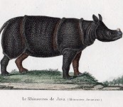 Javan or Sunda Rhinoceros (Sadly, now critically endangered) – Lesson – 1838
