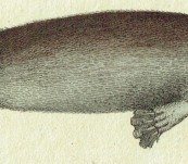Platypus (Ornithorhycnhus Anatinus) – Bertuch 1805