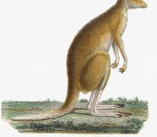 Red Kangaroo – Lesson – 1838