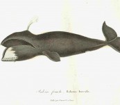 Bowhead Whale (Balaena Borealis) – Lesson – 1838