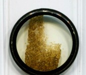Spore Coal – Tasmania – Microscope Slide