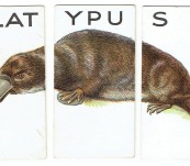 The Platypus – Unusual Cigarette Cards by W.D. & H.O. Wills – c1910
