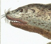 Spotted Seal (Phoque de Choris) – Lesson – Paris 1838
