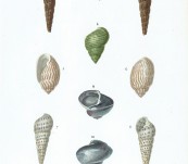 Mollusques – A Beautiful Shell Group – D’Orbigny – 1849
