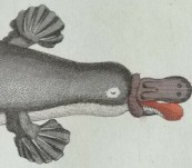 Platypus Hand Coloured Copper Engraving – Schmuzer – 1798