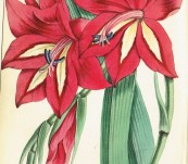 Choice Garden Flowers (With Twelve Beautiful Hand Coloured Plates) –  James Andrews 1847