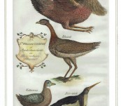 Unusual Engraving of “Birds from the Levant” –  Thomas Shaw -1738