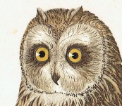 Short Eared Owl – Susemihl – 1838