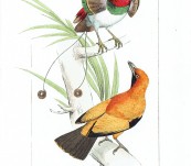 King Bird and Regent Bird of Paradise  – Lemaire 1836