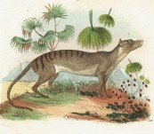 Tasmanian Tiger – Original Thylacine Engraving – by Varin – 1830’s