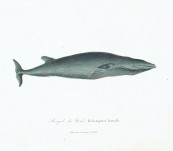 Sei Whale (Balaena Borealis) – Lesson – 1838