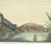 Platypus by Lesueur from Baudin Voyage – c1820