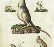 Kangaroo and Marsupial Friends – Bertuch 1800