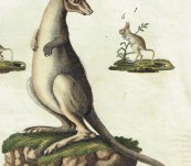 Kangaroo and Marsupial Friends – Bertuch 1800