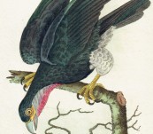 Red Throated Caracar [Falcon] Ibycter Americonus – 1802 by Shaw & Nodder