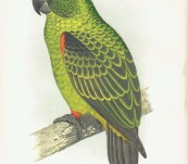Jardine Parrot – By Fawcett for Greene – 1884