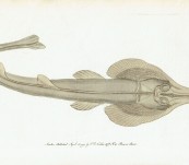 Australian Eastern Shovelnose Ray –  by Shaw & Nodder – 1791