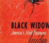 Black Widow – America’s Most poisonous Spider – Thorp and Woodson