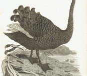 Black Swan – George Shaw – 1808