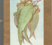 Gum-Nut Babies – May Gibbs  c1920