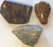 Fossil Fern Fragments – Lune River Tasmania – Early Jurassic Forest circa 182 million years old.
