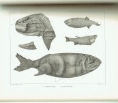 The Fossil Fishes of the Hawkesbury Series at Gosford – Robert Etheridge Jnr – 1890