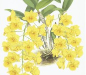 Dendrobium Farmerii Aureum Orchid – Published Warner 1882