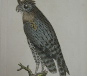 Least Horned Owl – Shaw & Nodder – 1790