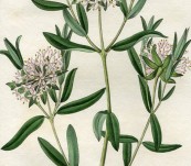 Forest Pimelea (Australian) – Sarah Drake – 1833