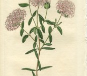 Long-stalked Pimelea – Sarah Drake – 1833