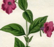 Purple Petunia – Sarah Drake – 1833