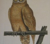 Cayenne Owl by Shaw & Nodder – c1790